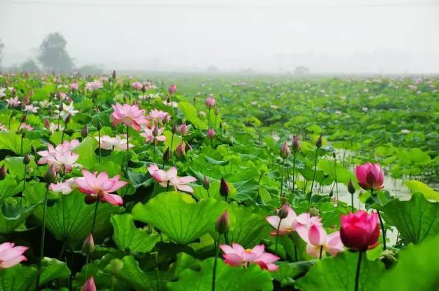 蔡甸金龙水寨观荷赏莲景秀大地采摘一日游