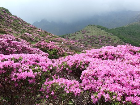 麻城龟峰山赏杜鹃花二日游