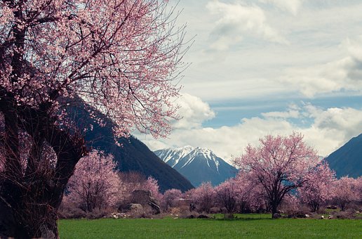 【德吉梅朵】西藏林芝拉萨大峡谷布达拉宫四飞9日游